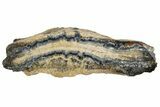 3.05" Mammoth Molar Slice with Case - South Carolina - #193896-1